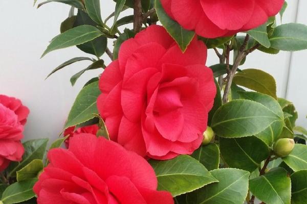 梦到了闺蜜怀孕了预示着什么