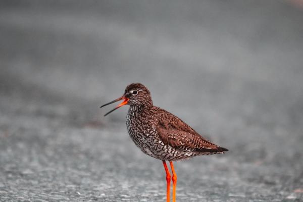 梦到抓膳鱼预示着什么