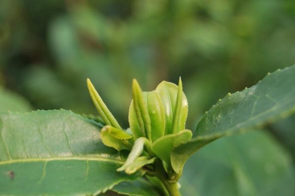 梦到妈妈的坟预示什么