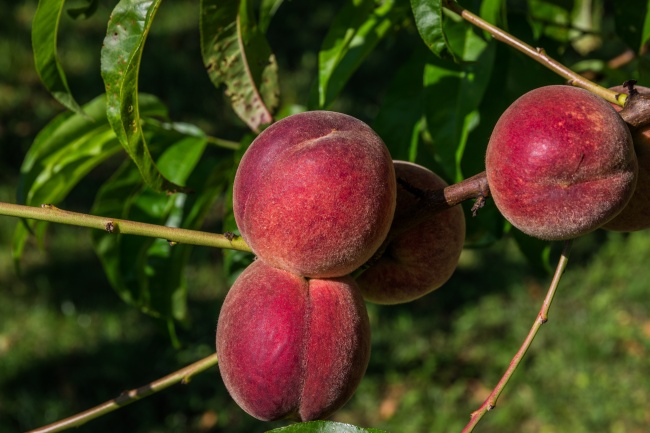 梦见老板骂我好不好