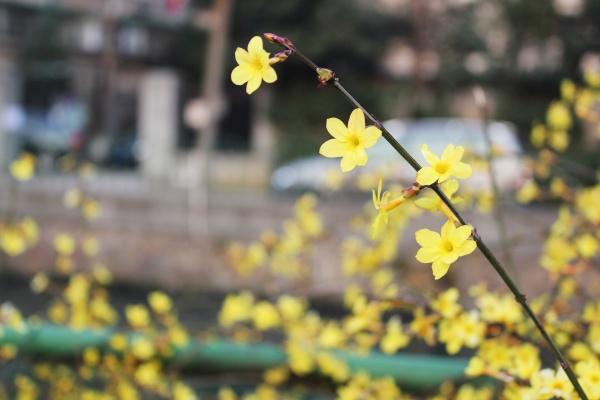 梦到吃猪排骨有什么寓意吗?