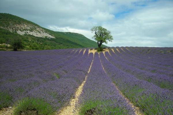 2025年4月祈福最吉利好日子