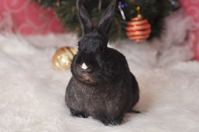 梦到了喂吃的会怎么样