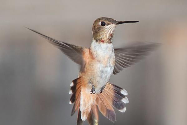 梦到吃大馒头会是什么预兆