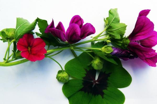 梦到蛇和牛是什么兆头