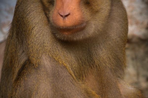 2004年属猴2025全年运势