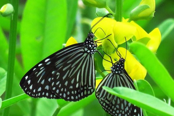 1961年属牛人2025年全年运势