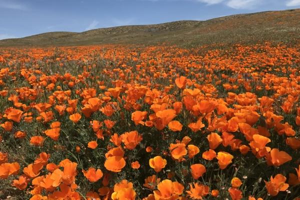 1985年属牛2025年运势怎样