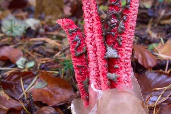 93年属鸡人2025年运势