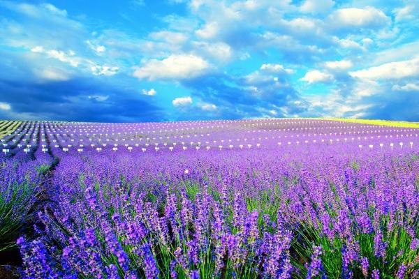 梦到收高梁会有什么预兆