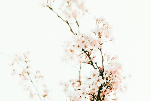 2025年生肖狗女运气