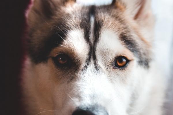 1977属蛇48岁以后运气如何