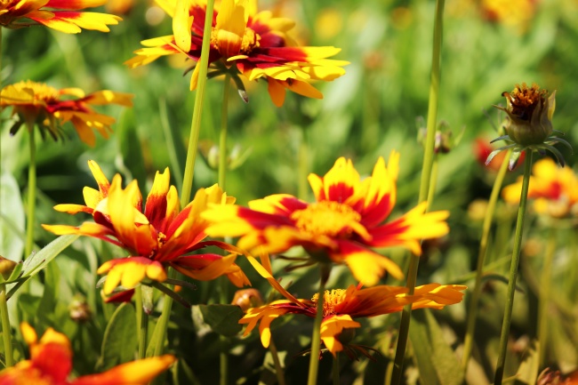 梦见臊子面代表着什么