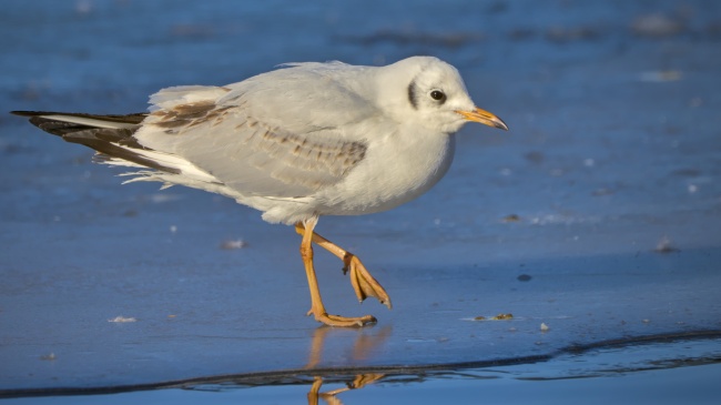 梦见参加亲人婚礼有什么寓意吗