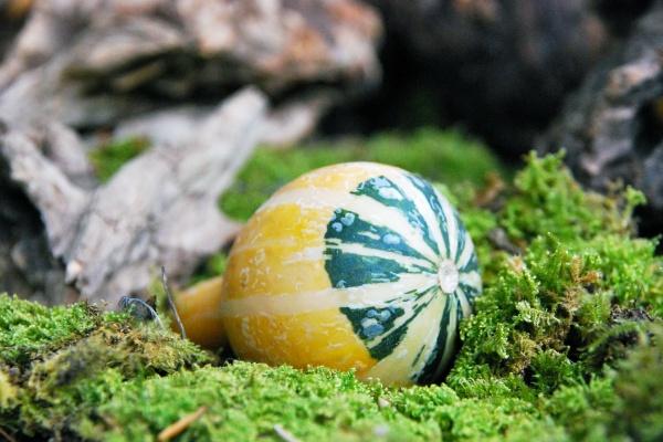 92年属猴交运不能见什么属相