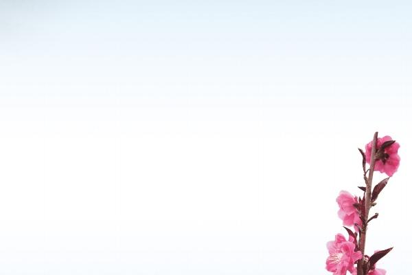 2025年属蛇女的贵人生肖