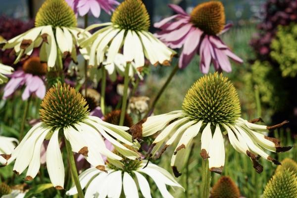 2025年属马的运势和财运