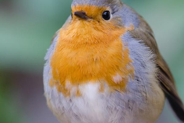 2025年属蛇遇天喜