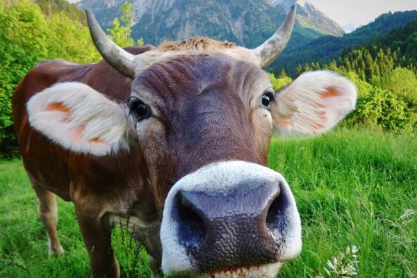 梦到指甲受伤意味着什么