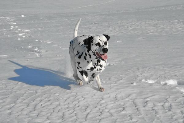 梦到大鲢鱼代表什么