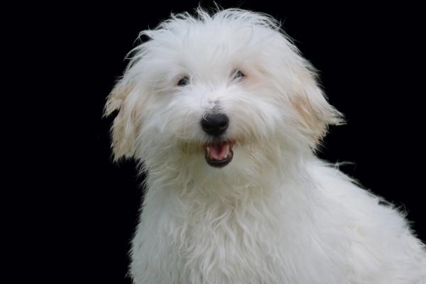 1982年狗哪年才开始走大运