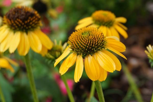 93年生肖鸡命中有两大贵人