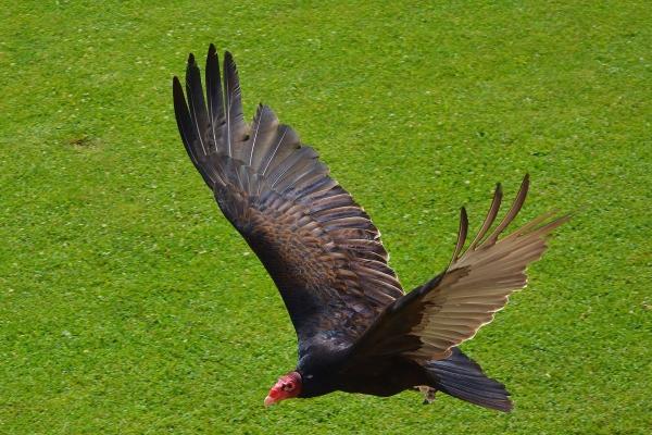 2003年属羊的什么职业最佳