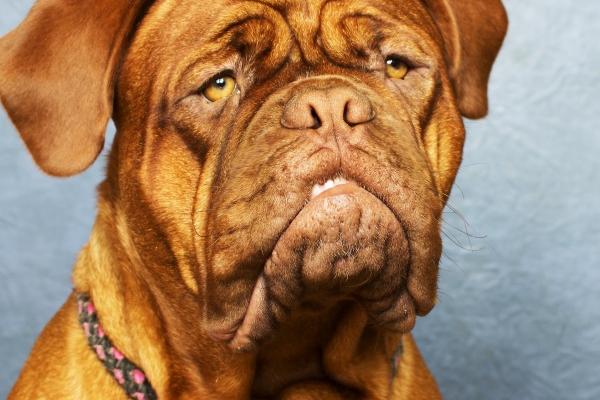 梦到了榛子树是什么征兆