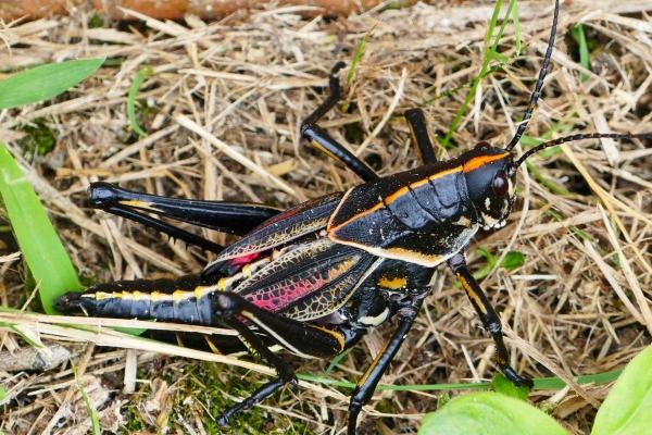 梦到了陌生人开门的预兆