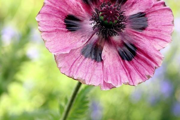 1997年是火牛还是水牛