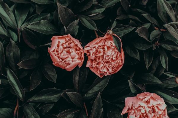 梦到了干枯的树是好的征兆吗