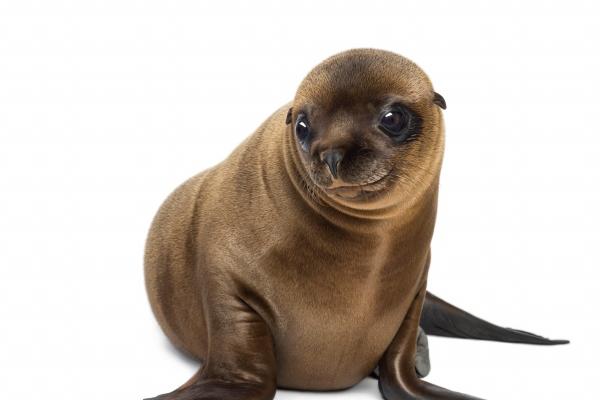 梦到了找小女孩是好的征兆吗