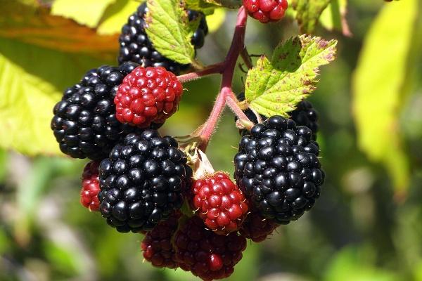 梦见捡干树枝怎么回事