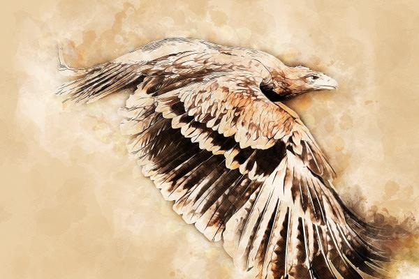 梦到鹦鹉鱼意味什么