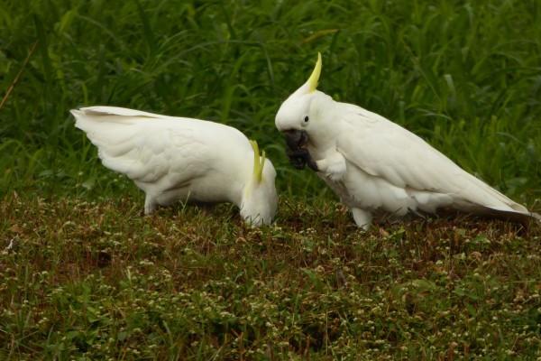 梦到了修炉子代表什么