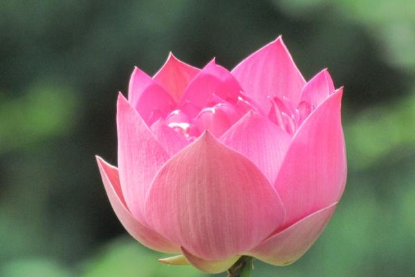 梦到了轨道车是什么兆头