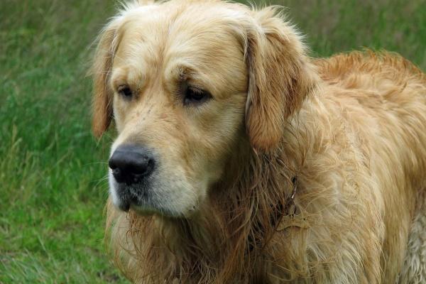 梦到婴儿推车有什么预兆