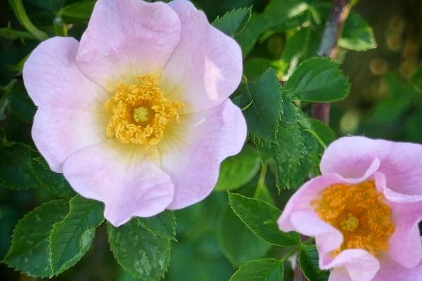 属鸡人2025年蛇年运势