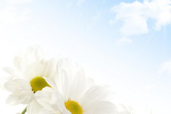 属虎人2025年蛇年运势