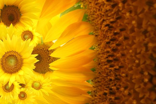 梦到了前女友求复合代表着什么？