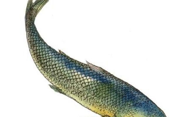 属龙人未来三年运势怎么样