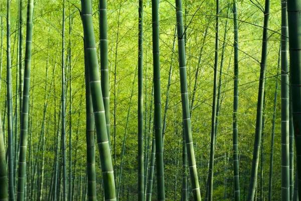 梦到了鸡鸭死了是好事还是坏事