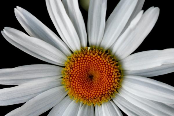 梦到灭蟑螂的预兆