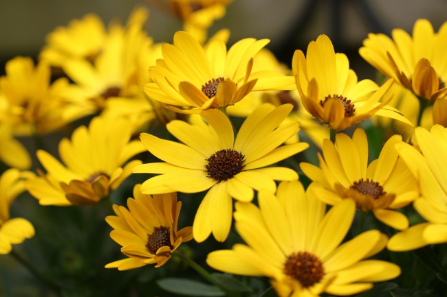 比较冷漠的生肖女