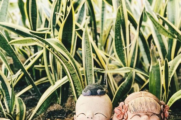 虎猴一家不贵必富，虎猴夫妻好不好