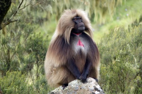 男狗女猴结婚好不好呢