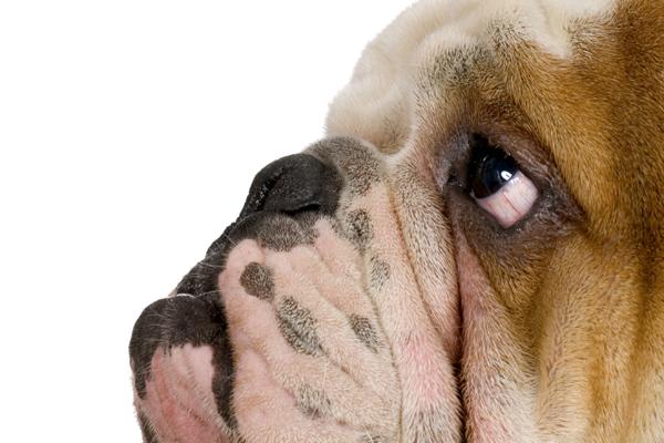 属虎男最疼哪些生肖女