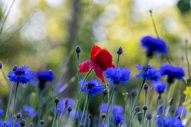 梦见别人叫会是什么预兆