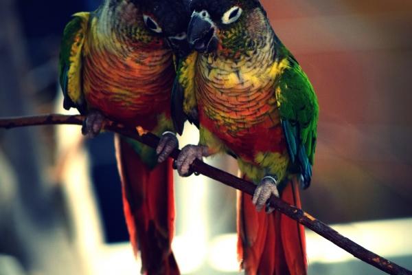 梦见沙和尚是不是好的征兆呢