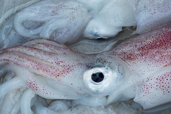 属鸡人一生命运怎么样